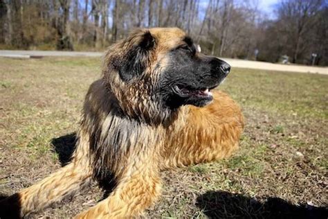 Estrela Mountain Dog Ultimate Guide Temperament Personality Health