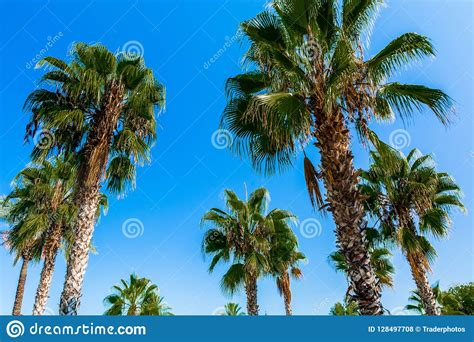 Nature Of One Of The Subtropical Countries Stock Photo Image Of