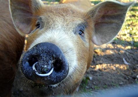 Why Do Pigs Have Nose Rings The Tilth