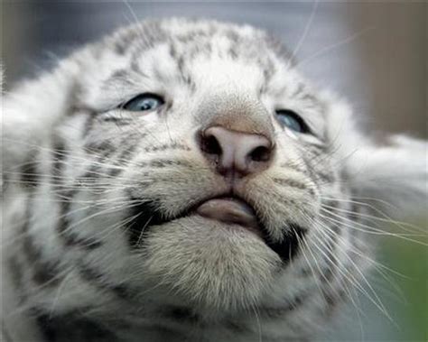 Rare White Tiger Triplets Born At Argentine Zoo