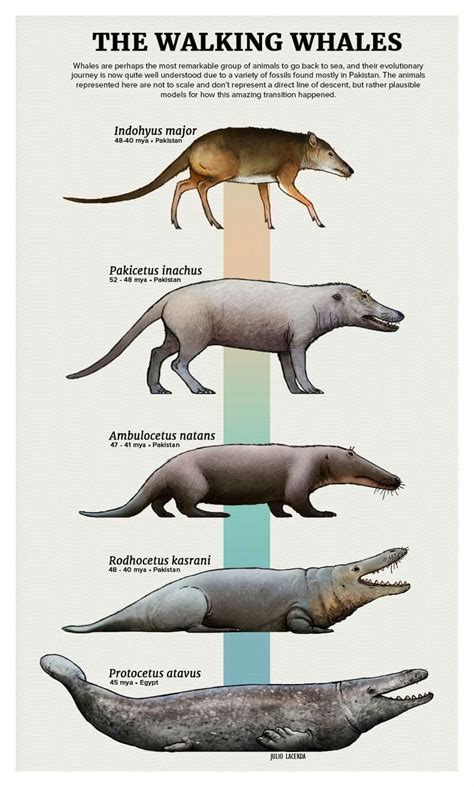 Pin By Endrigo Ribeiro On Evolution Prehistoric Animals Dinosaurs