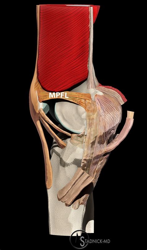 Medial Supporting Structures Of The Knee With Emphasis On The Medial