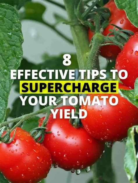 8 Essential Tips To Supercharge Your Tomato Yield Gardening Abc