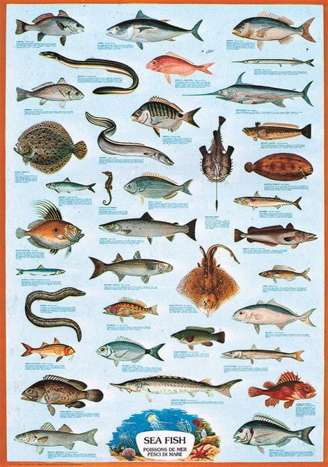 Sea Fish Poster Sold At Europosters