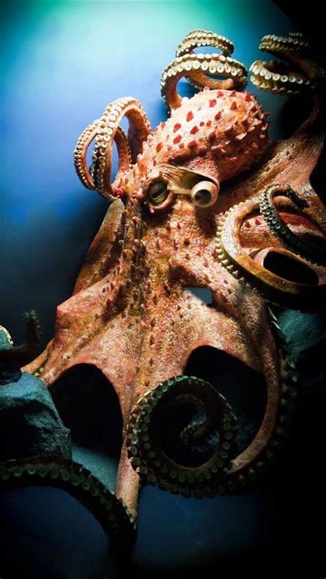 Octopus Ocean Hd Phone Wallpaper Peakpx