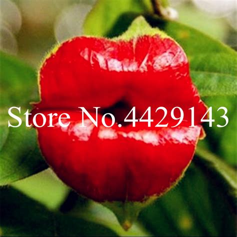 100 Pcsbag Red Lips Flower Bonsai Rare Flowering Pots Bonsai Japanese