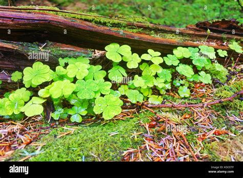 Shamrock Plant Three Leaves Hi Res Stock Photography And Images Alamy