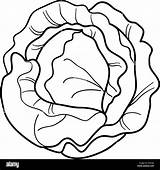 Cartoon Coloring Cabbage Vegetable Alamy sketch template