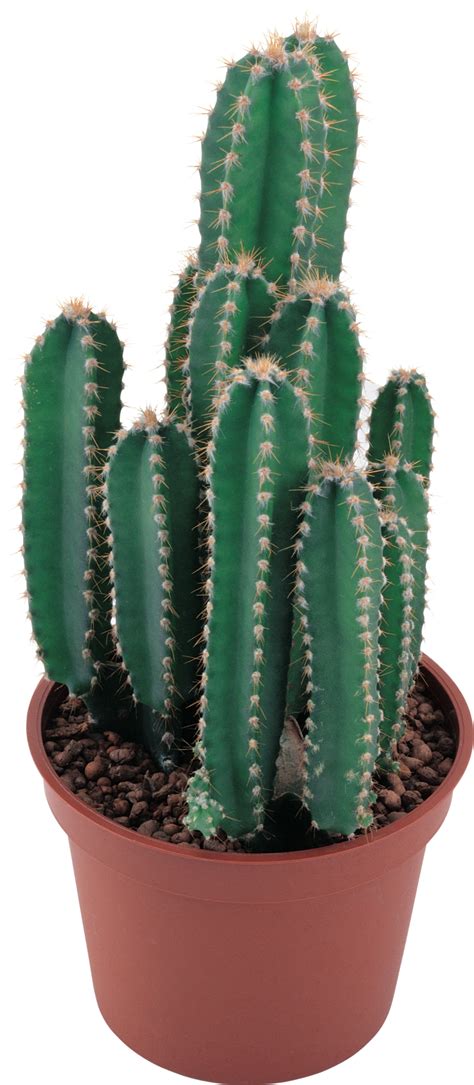Classic Cactus Png Image Purepng Free Transparent Cc0 Png Image Library