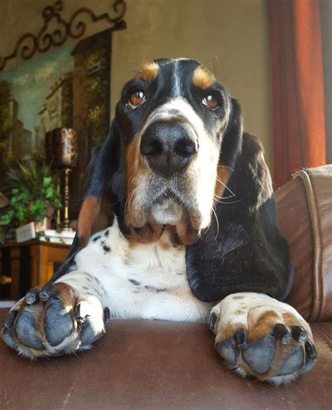 The 16 Funniest Basset Hound Jokes You Should Tell The Paws Basset