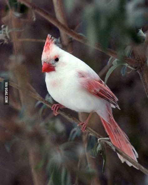 Albino Cardinal With Images Animals Beautiful Pretty Birds
