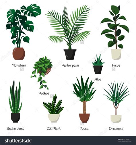 Different Types Of Indoor Plants With Pictures And Names