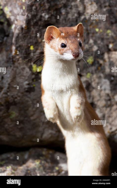 Long Tailed Weasel Mustela Frenata Standing Hi Res Stock Photography