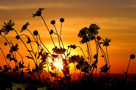 Flowers And Sunsets Amazing Sunsets Beautiful Flowers