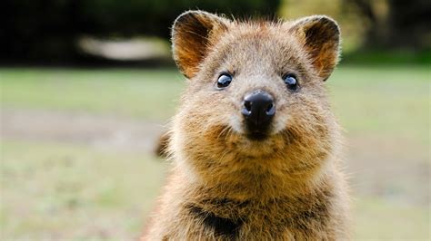 The smiling quokka? so a quokka then? Cute but vulnerable: Scientists to use drones, cloud, and ...