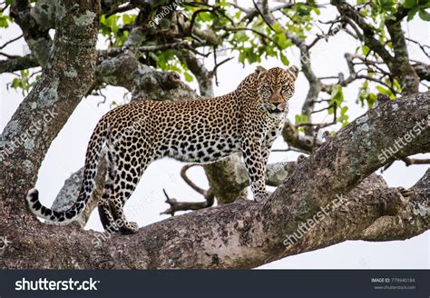 Leopard Standing On Tree National Park Stock Photo 779940184 Shutterstock