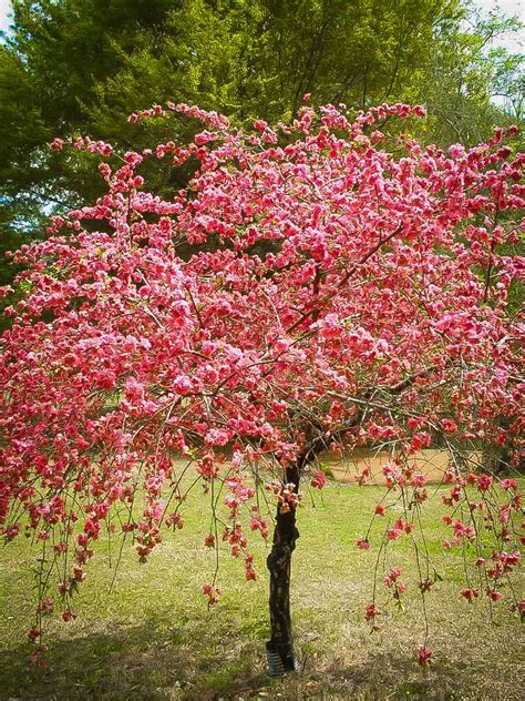 Pink Cascade Weeping Peach Peach Trees Fruit Trees Flowering Trees