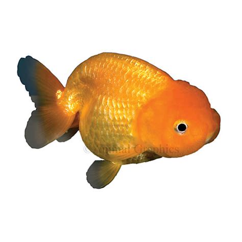 Red Lionhead Goldfish Fish Goldfish Betta And More Petsmart