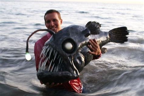 Angler Fish Deep Sea Fish