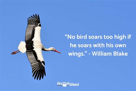 70 Bird Sayings And Phrases Idioms And Sayings About Birds