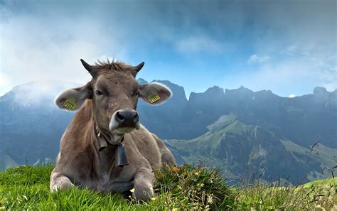 Cow Hd Wallpaper Background Image 2048x1286