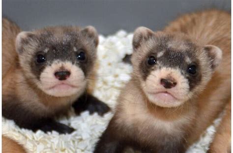 Black Footed Ferret Babies Black Footed Ferret Cute Baby Animals