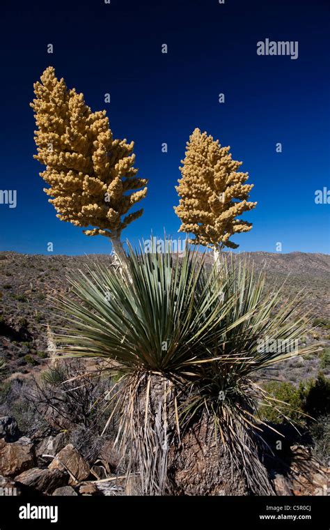 Blooming Mojave Yucca Plant Yucca Schidigera Joshua Tree National