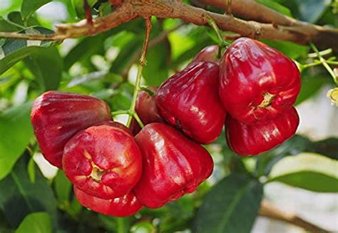 Buy Pink Water Apple Ber Jamrul Fruit Plant Online