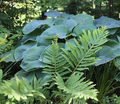 12 Best Companion Plants For Hostas Longfield Gardens