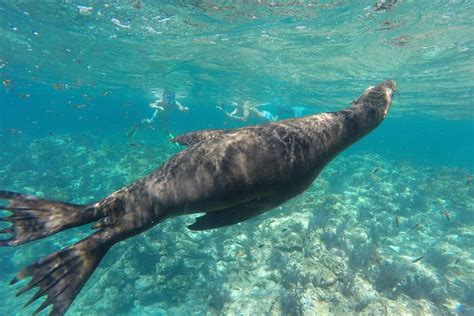 Espiritu Santo Island Snorkel And Sea Lion Adventure 2024 La Paz