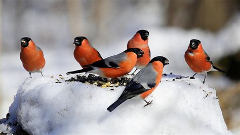 Bullfinch Birds On Standing On Snow During Winter Birds Hd Desktop