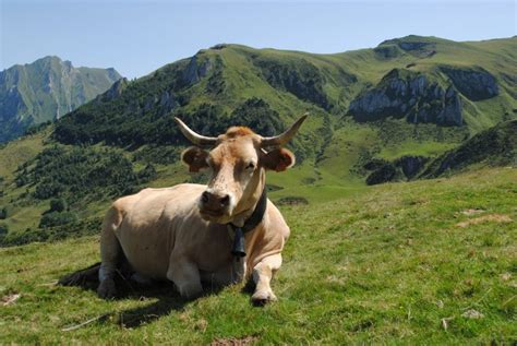We have reviews of the best places to see in bordeaux. Blonde d'Aquitaine beef - Nouvelle-Aquitaine Food Agency
