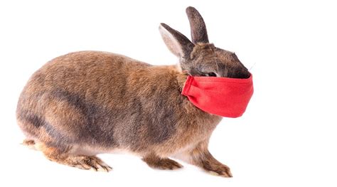 ‘deadly Bunny Ebola Rapidly Spreading Across The Sw United States