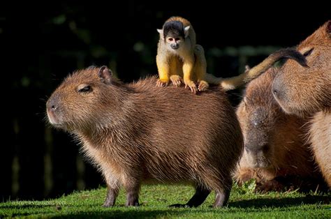 Capybara And Squirrel Monkey Sandra Flickr