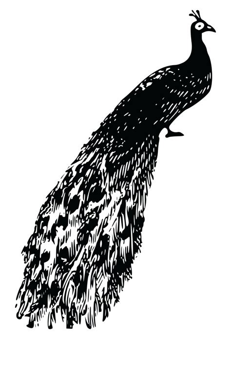 Peacock Clipart Black And White Png Free Peacock Clipart Black And White Download Free