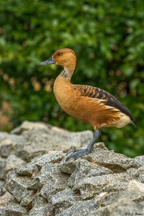 Fulvous Whistling Duck Via Pet Birds Duck And Ducklings
