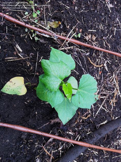 Plantfiles Pictures Sweet Potato Beauregard Ipomoea Batatas By