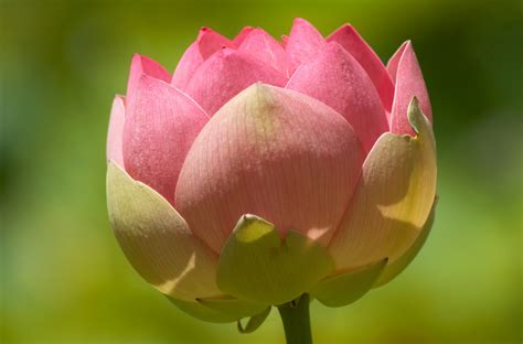 Check spelling or type a new query. Lotus Flowers - Flower HD Wallpapers, Images, PIctures ...