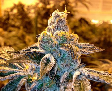 Here Are 7 Weed Strains That Will Help You With Your Creativity One37pm