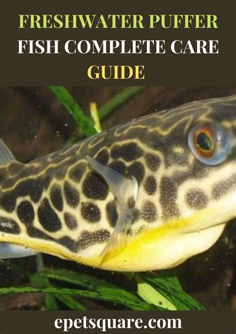 2022 Freshwater Puffer Fish Complete Care Guide Artofit