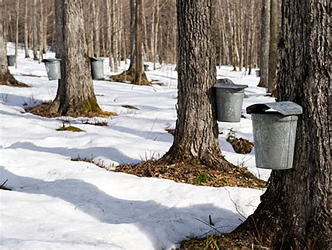 Did Our Warm Winter Kill Pennsylvanias Maple Syrup Season This Year