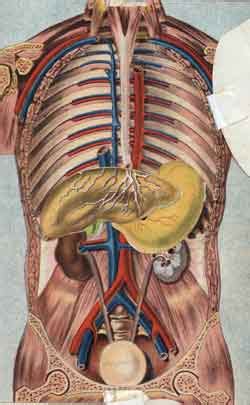 Posterior to the intestinal c. Are The Kidneys Located Inside Of The Rib Cage : Internal Anatomy of Human Ribcage showing Lungs ...