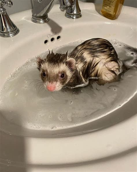 Pin On Ferret Bath