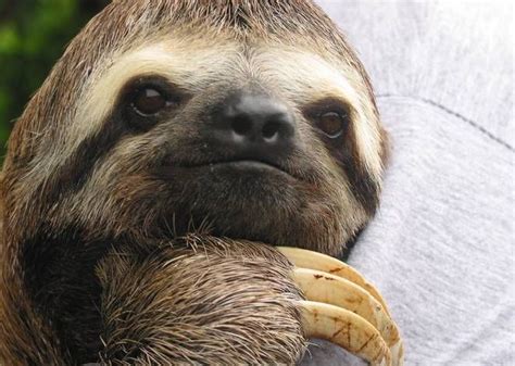 Why Are Sloths Sooo Slow Sloth Sloths Funny Lazy Memes