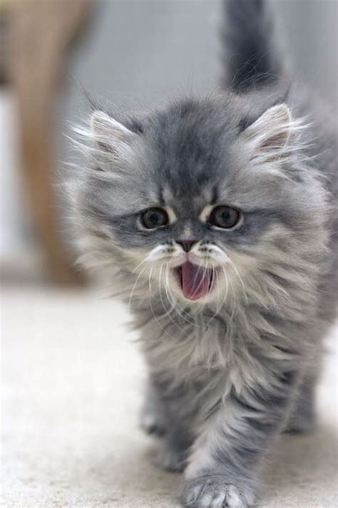 Baby Grey Kitty Kittens Cutest Beautiful Cats Cats