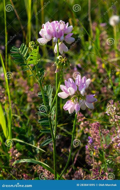 Securigera Varia Or Coronilla Varia Commonly Known As Crownvetch Or