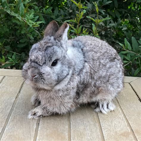 Netherland Dwarf Rabbit Rabbits For Sale Norco Ca 220141
