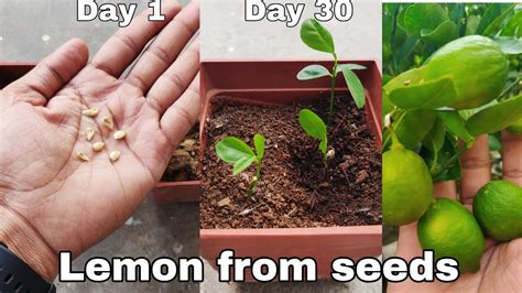 How To Grow Lemon Tree From Seeds How To Grow Lemon Plant At Home