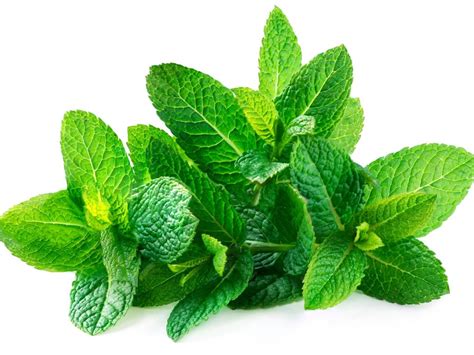 Does Mint Repel Pests Insects And Animals That Dont Like Mint