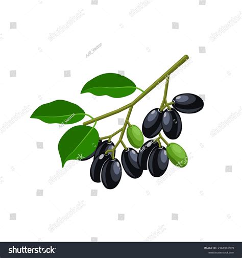 discover more than 136 jamun tree drawing latest vn